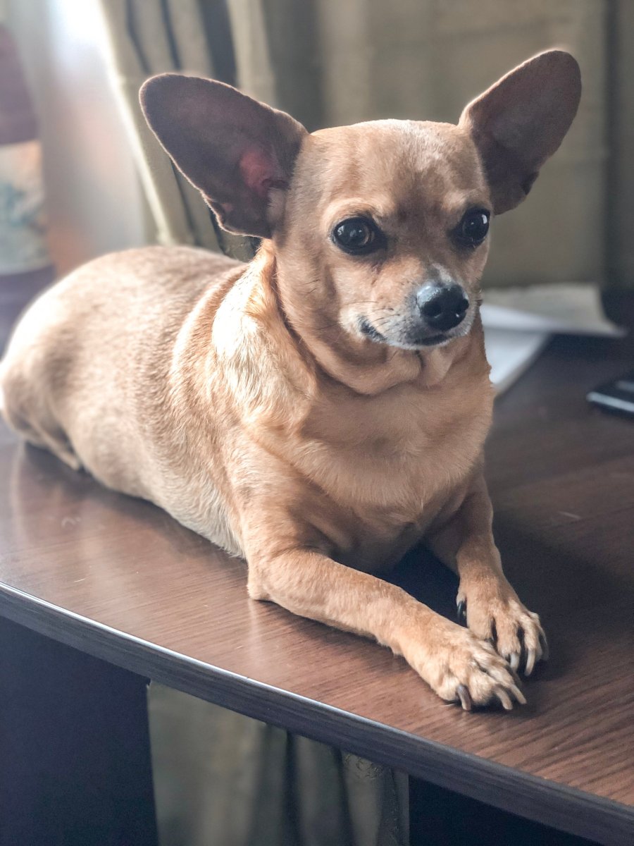 Метис шпиц Папийон