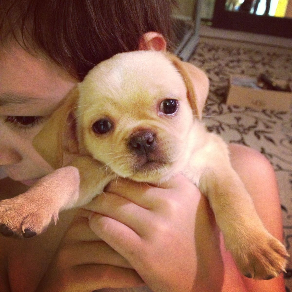 Корги и чихуахуа