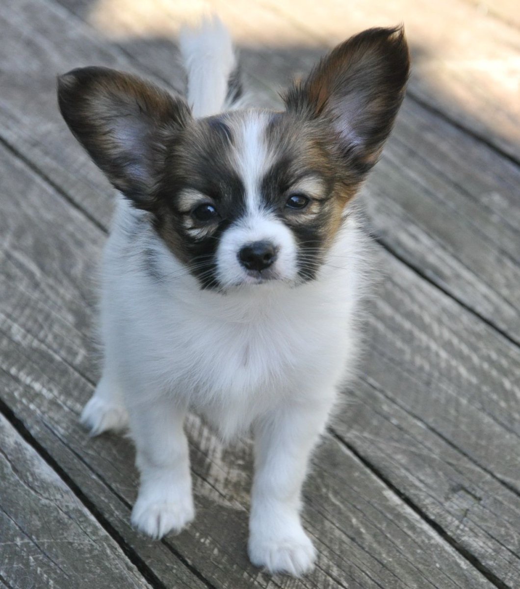 Чивини длинношерстная