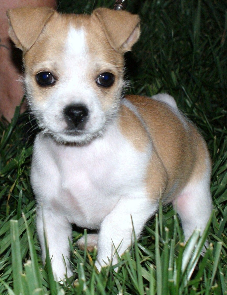 Метис корги и шпица