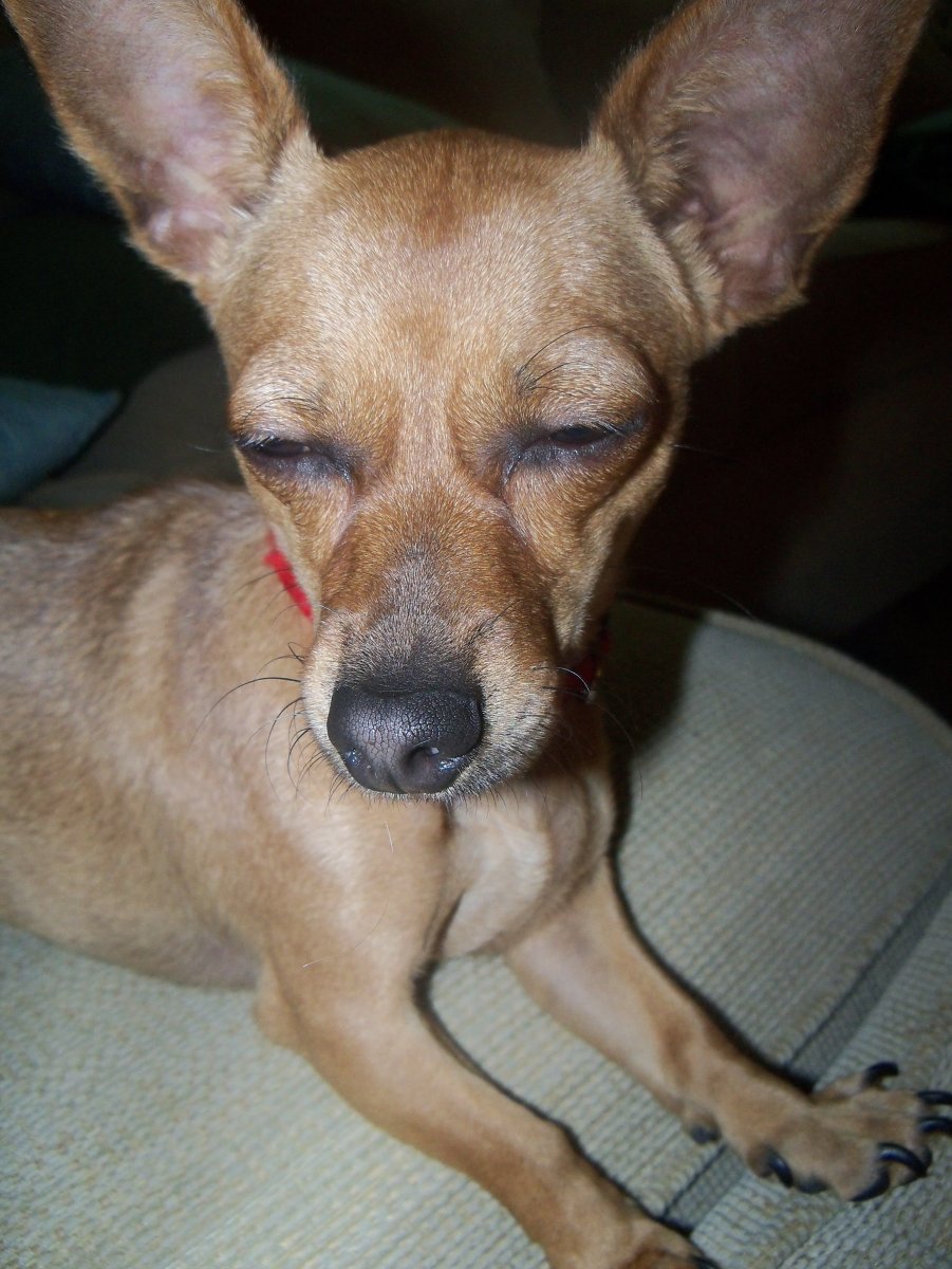 Помесь пекинеса