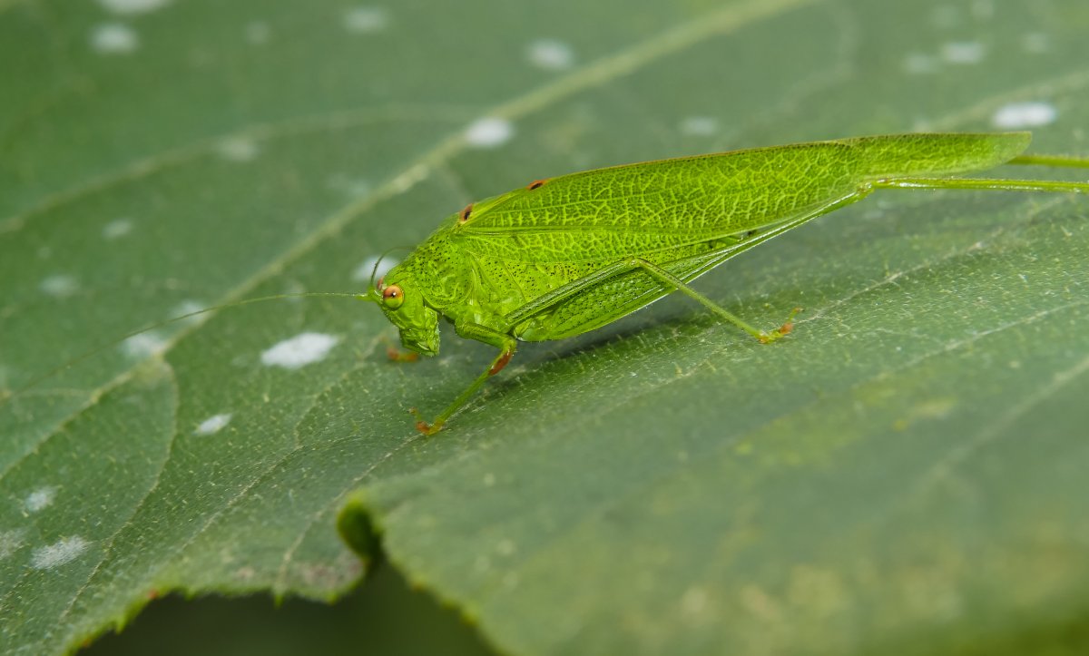 Маленькое зеленое насекомое