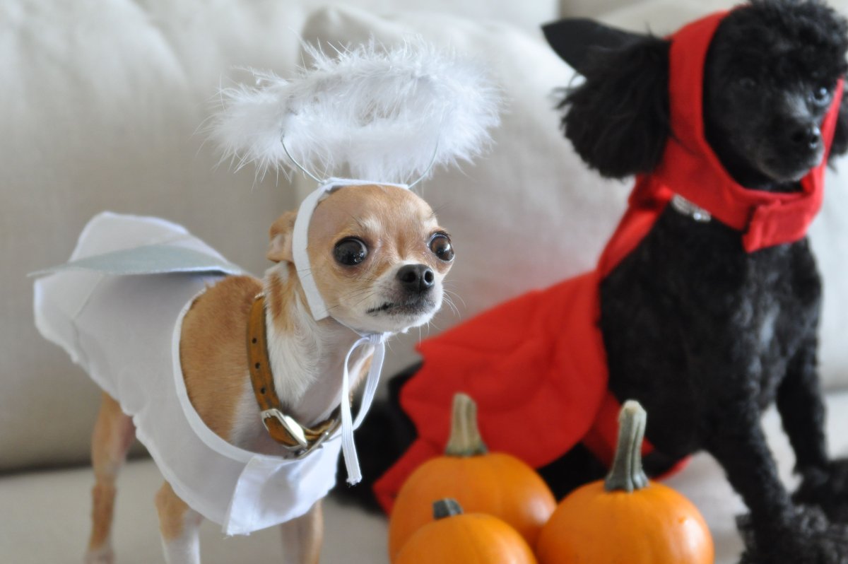 Метис чихуа и шпица