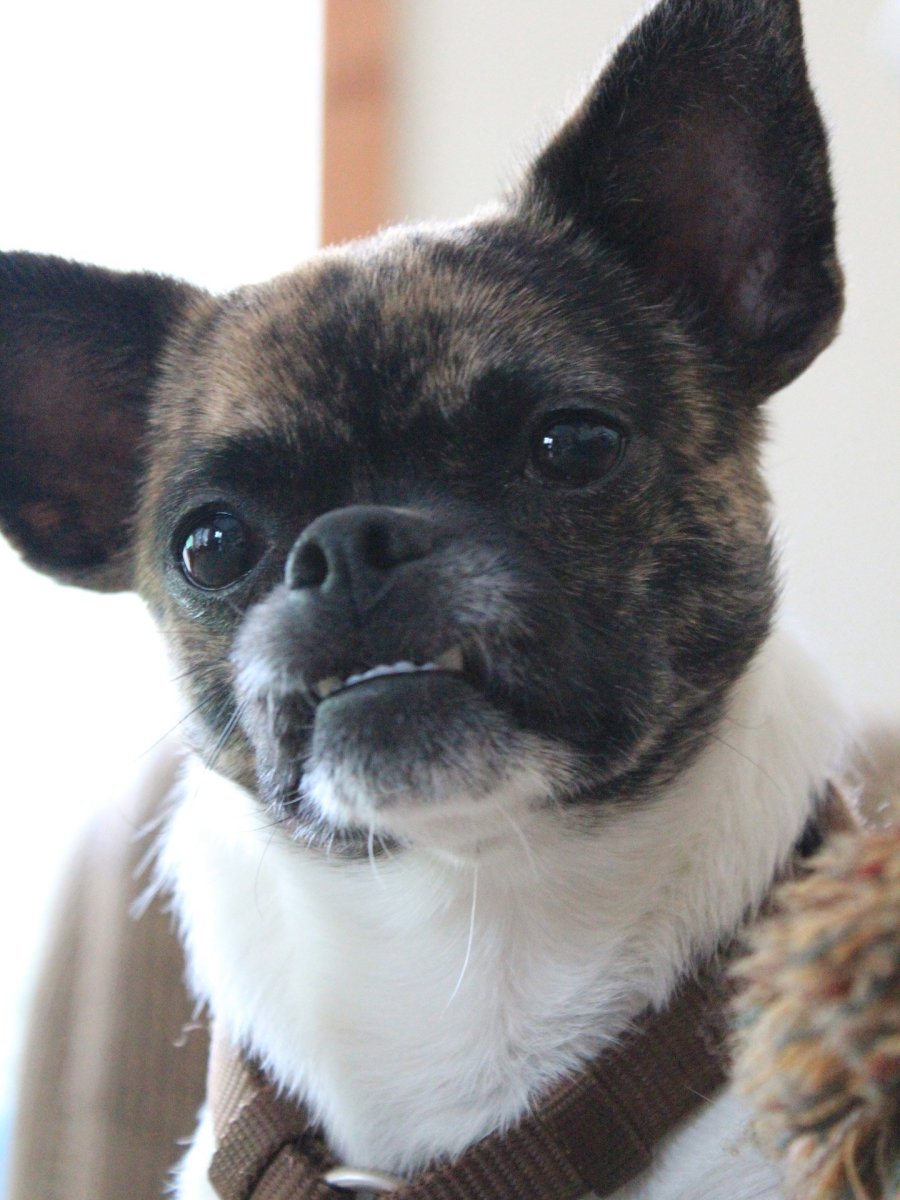 Чивини порода