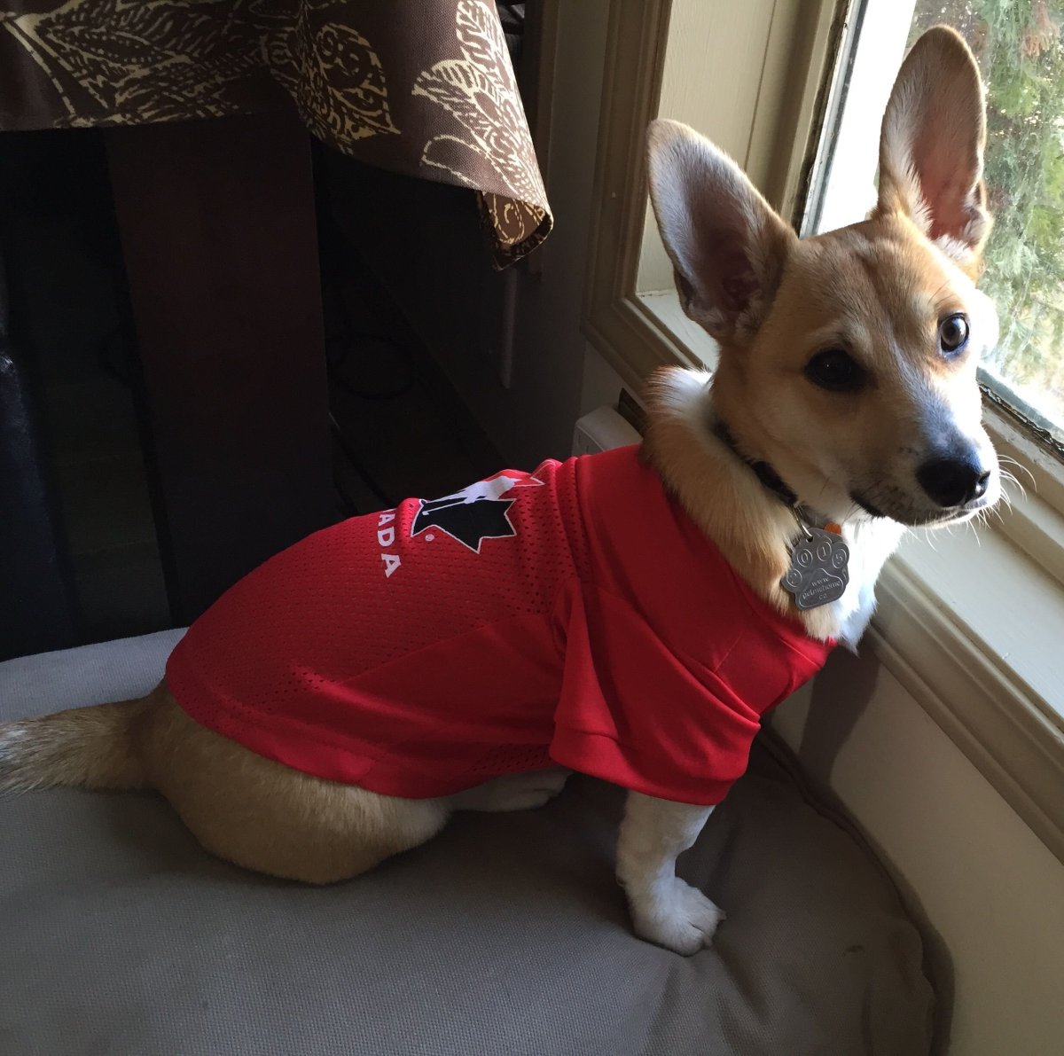 Смешные морды собак