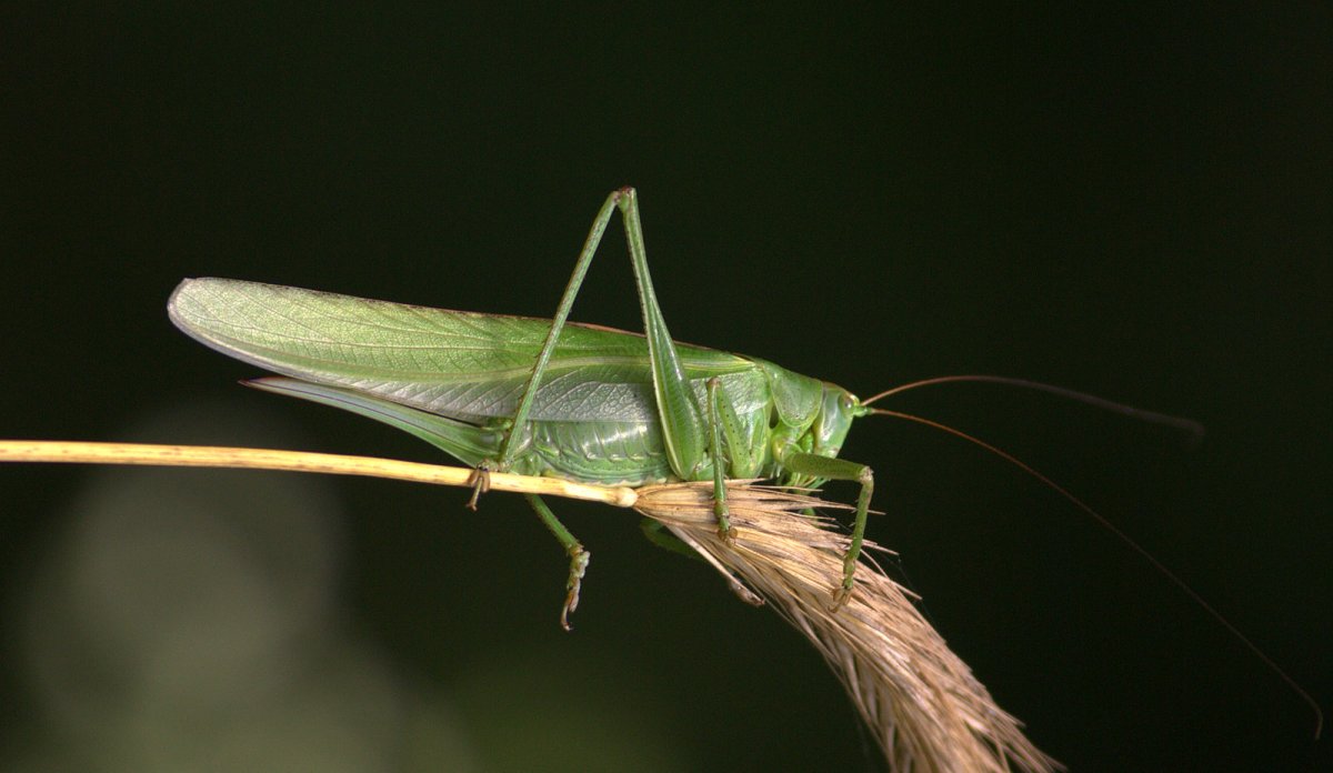 Tettigonia viridissima