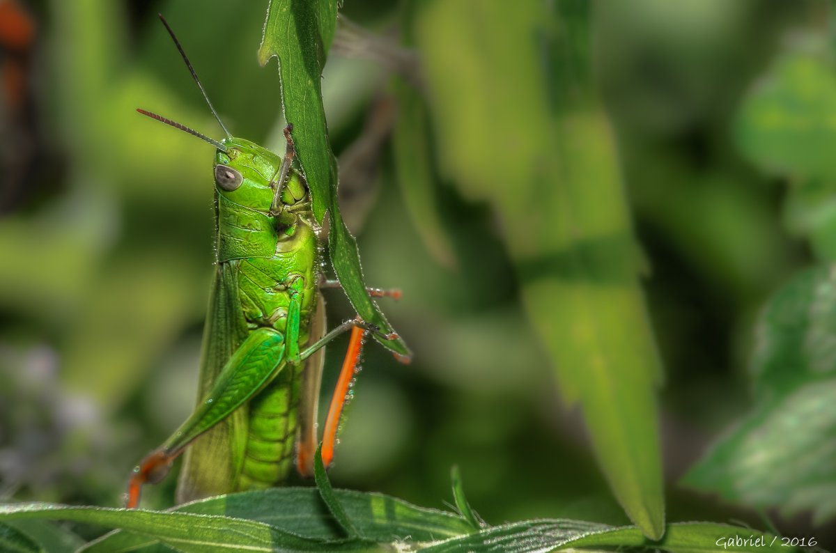 Эффепигер кузнеч к