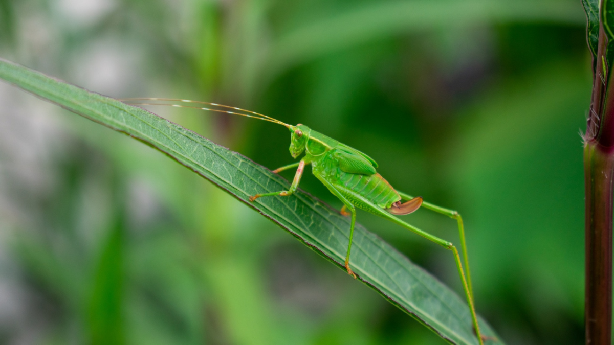 Кузнечик серый личинка