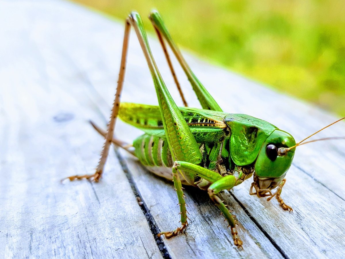 Саранча обыкновенная