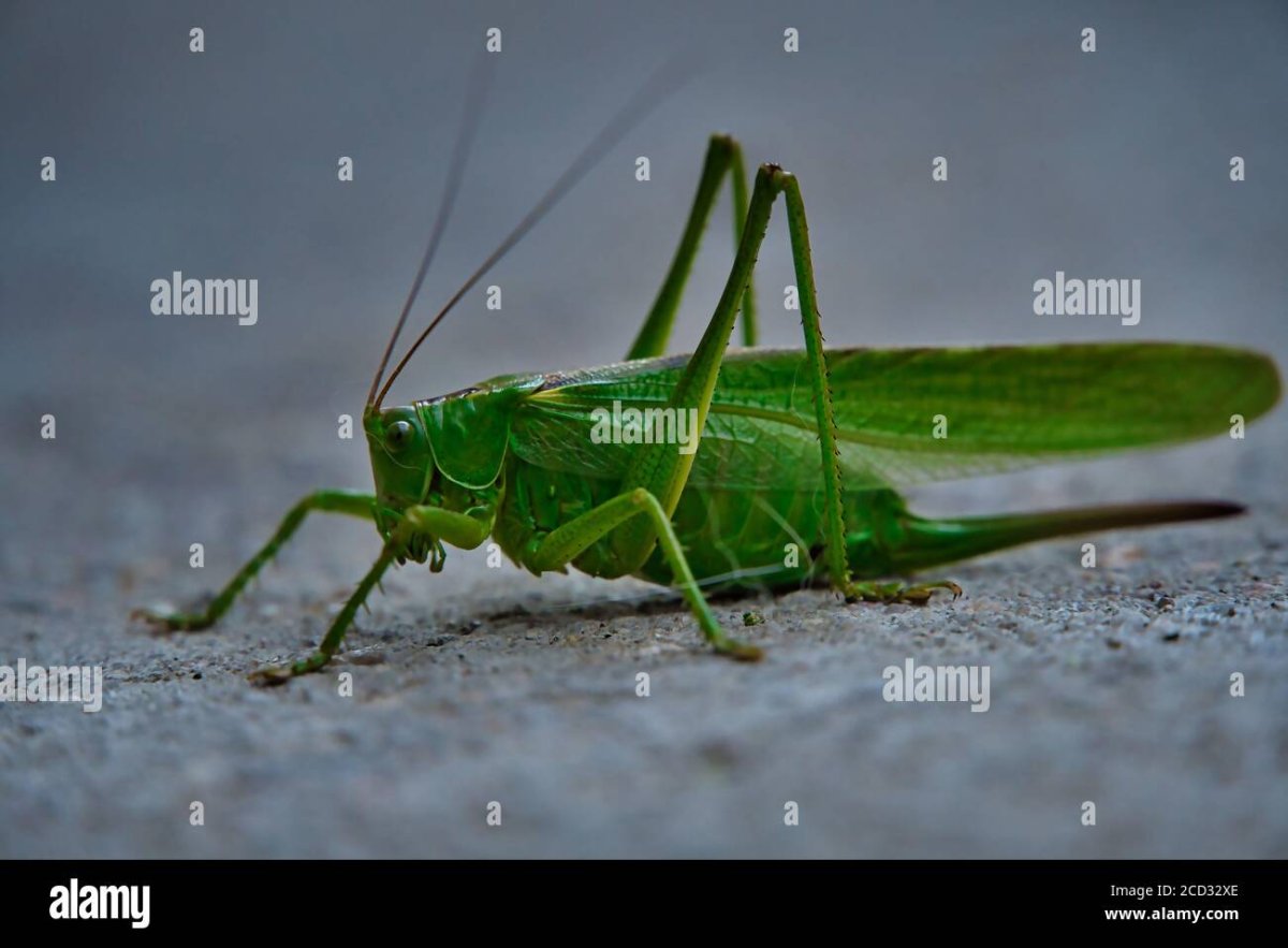 Кузнечик тетигония зеленый