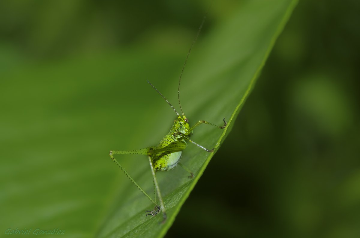 Маленькое зеленое насекомое