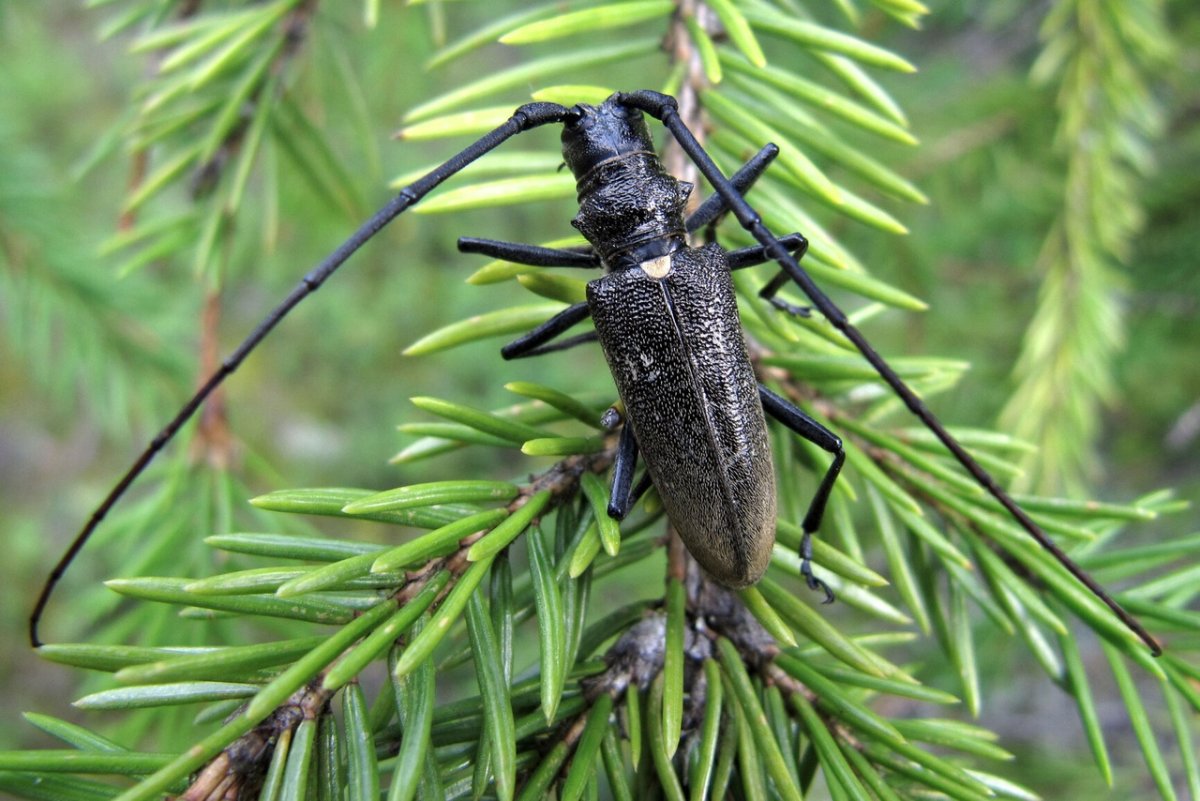 Жук усач еловый