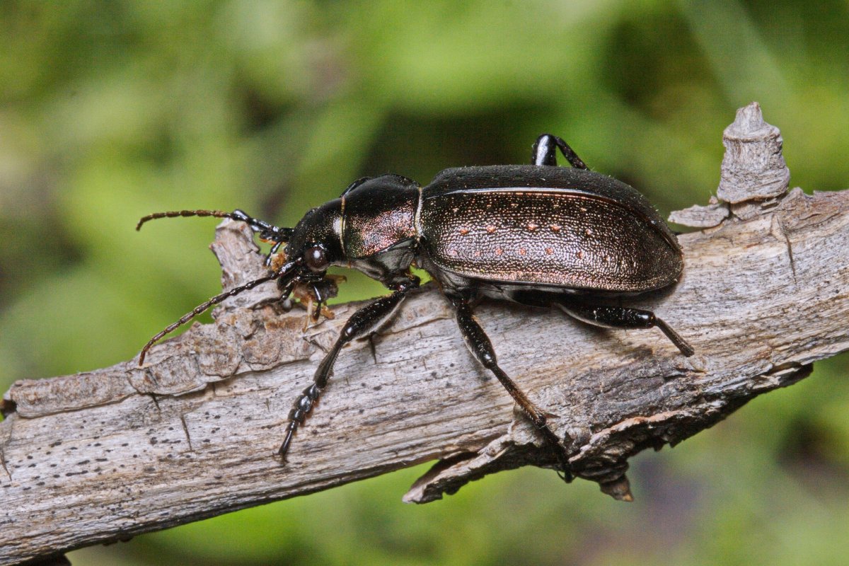 Жужелица Лопатина