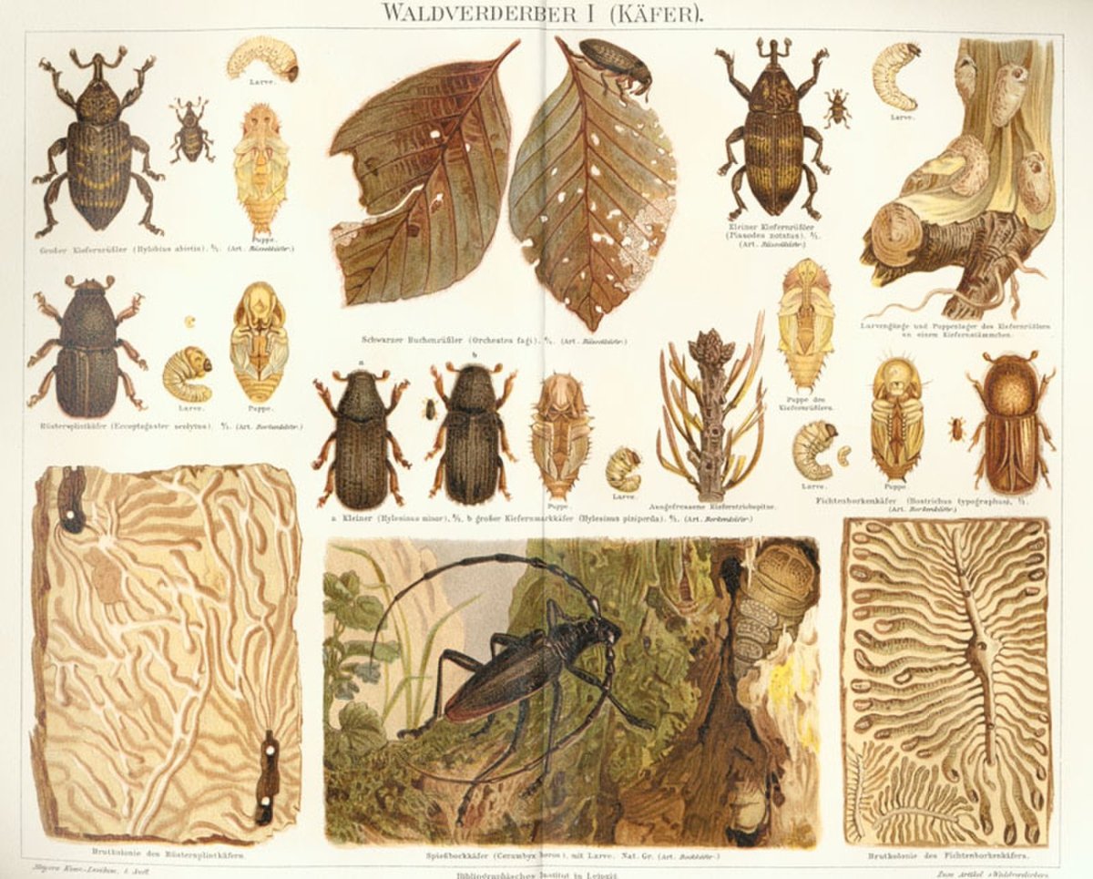 Вредители леса