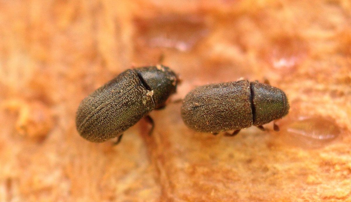 Жук короед Точильщик