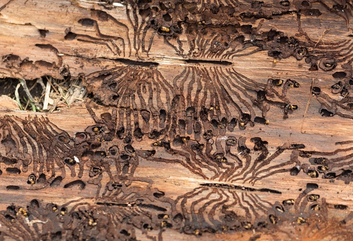 Жук короед типограф следы