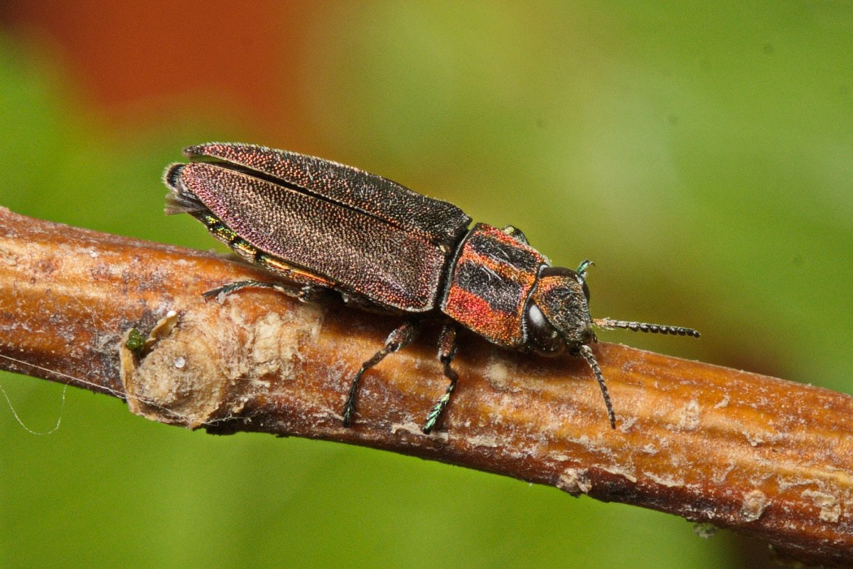 Жук древоточец долгоносик