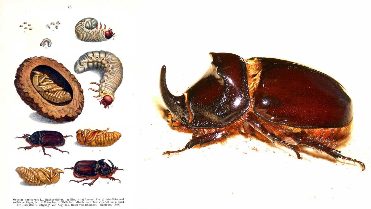 Жук носорог хрущ Майский