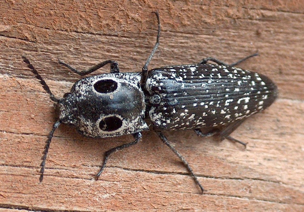 Жук Трескун Щелкун