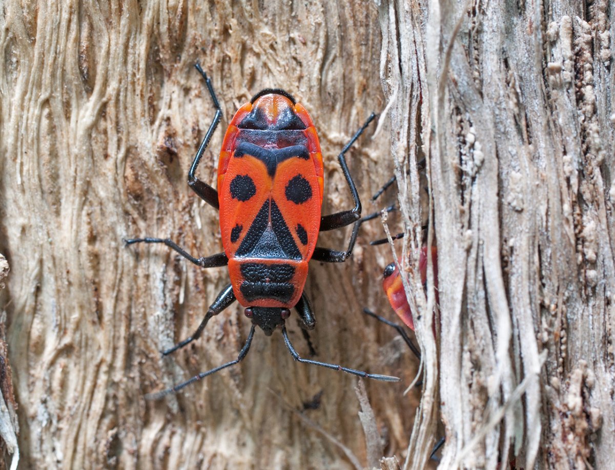 Насекомые на дереве