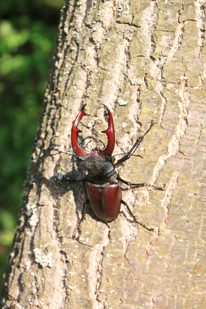 Жук Термит древесный
