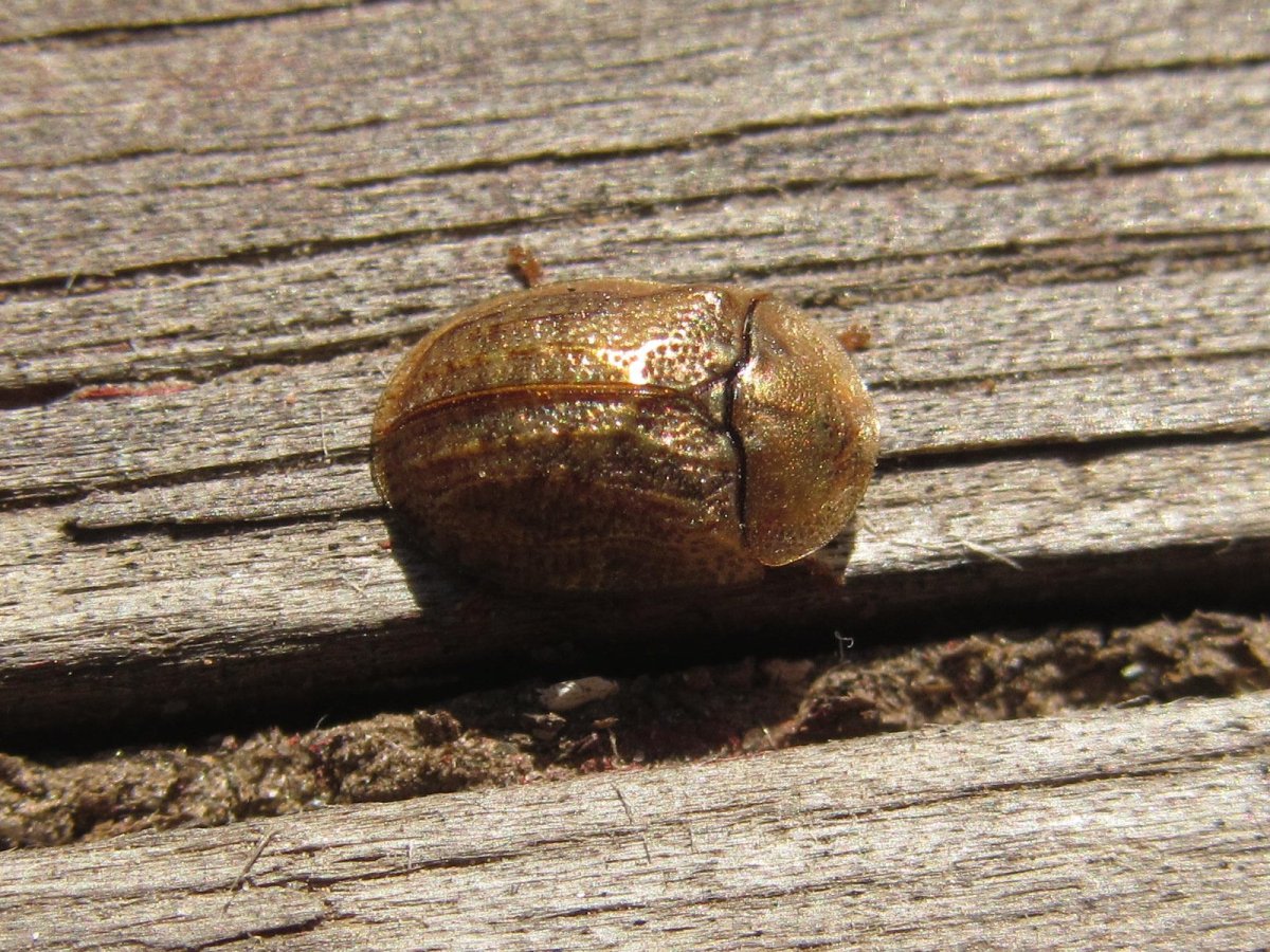 Жук щитоноска коричневый