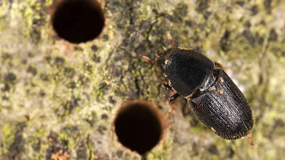 Короед полиграф Уссурийский