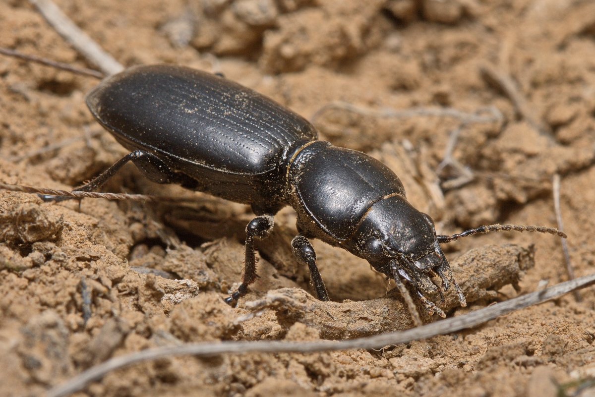 Broscus semistriatus