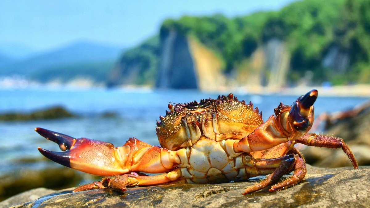 Обои на рабочий стол краб