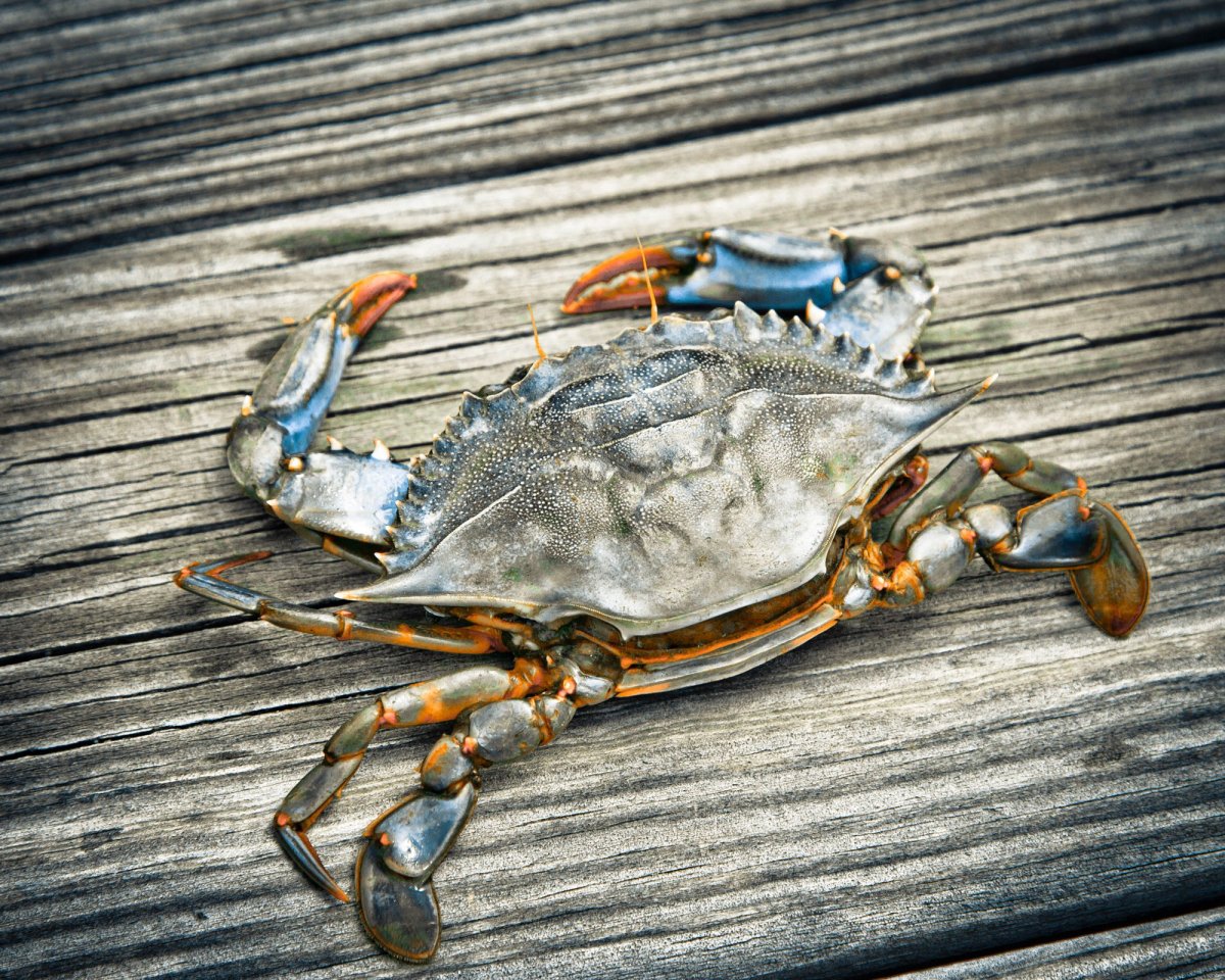 Голубой краб плавунец