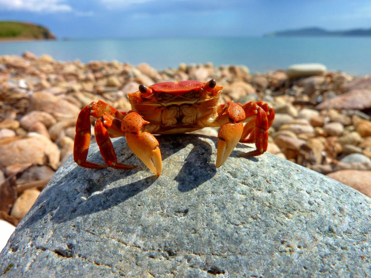 Эффект краба