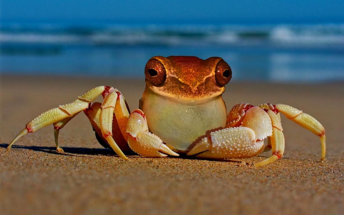 Милые Крабы