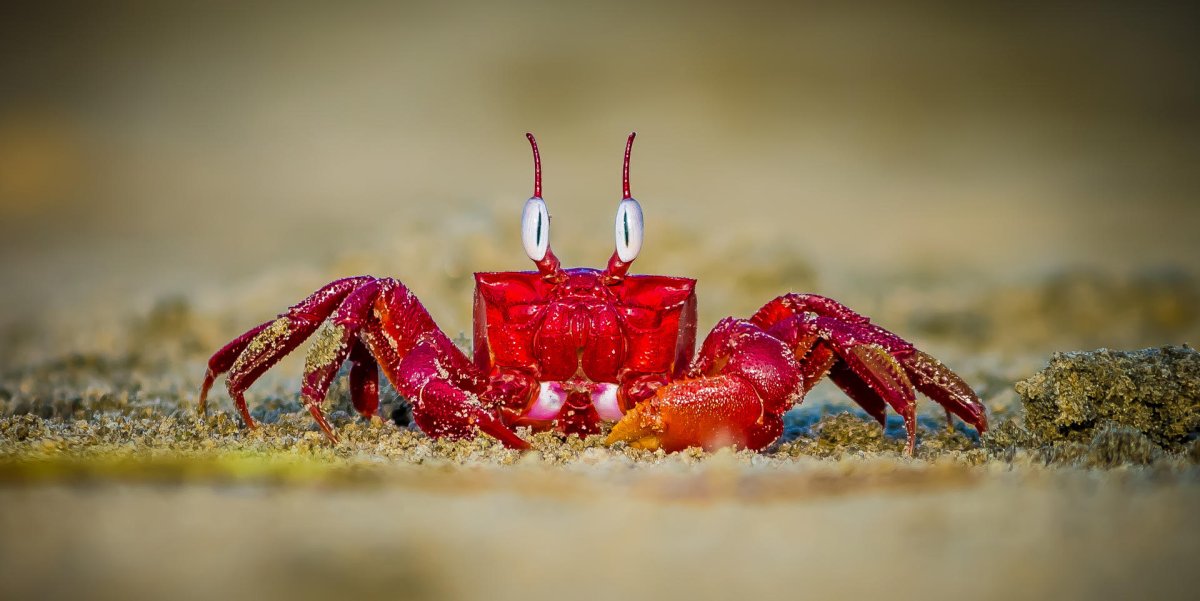 Краб фото