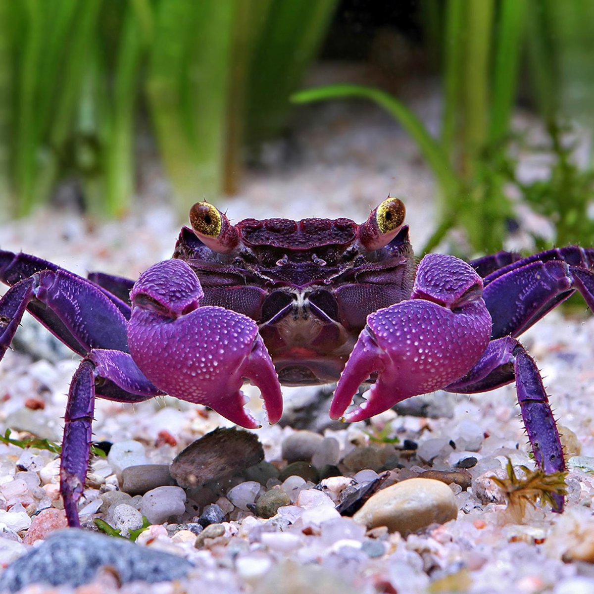 Краб-вампир (Geosesarma Dennerle)