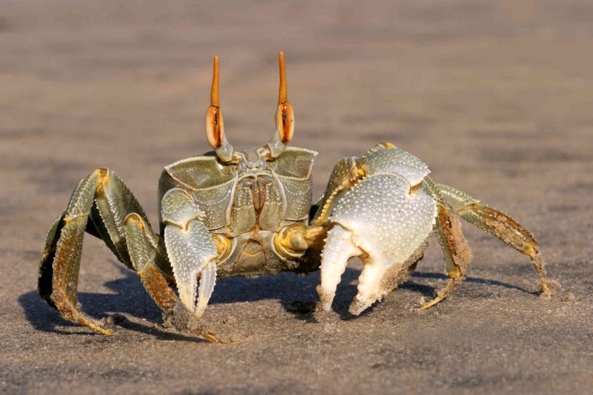 Краб привидение фото