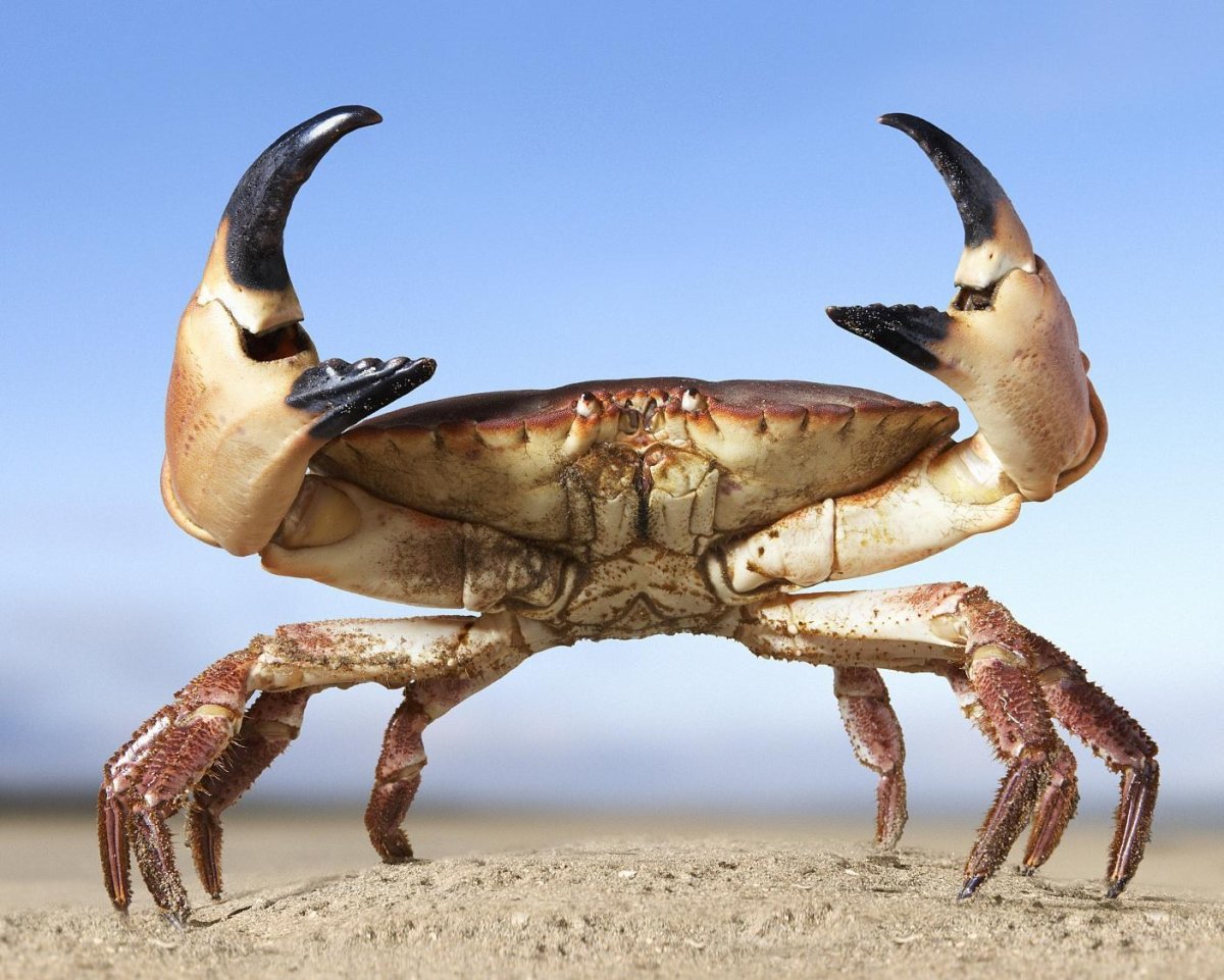 Карманный краб