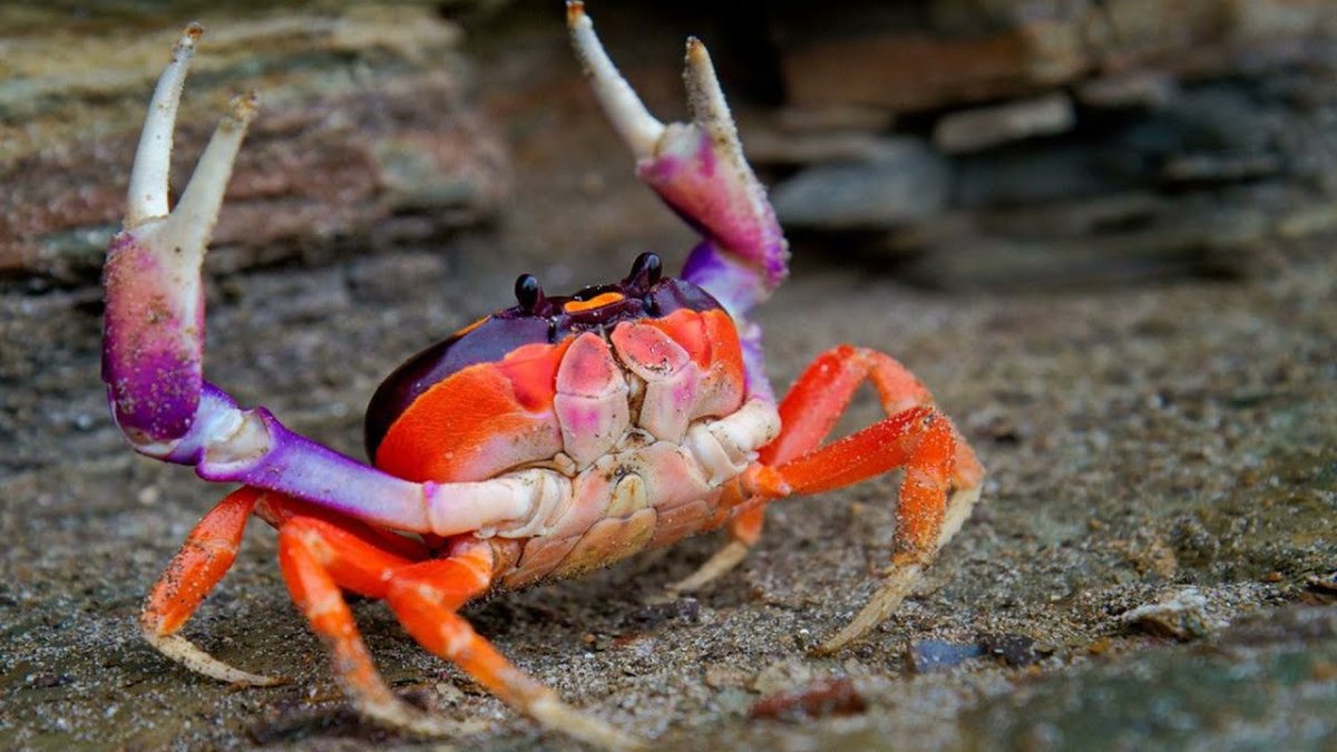 Мадагаскарский краб