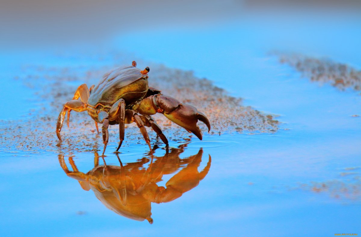 Обои с крабиком