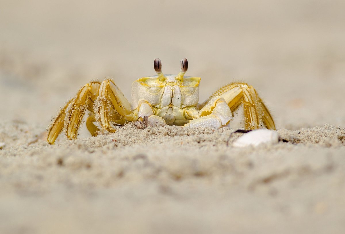 Крабик на песке