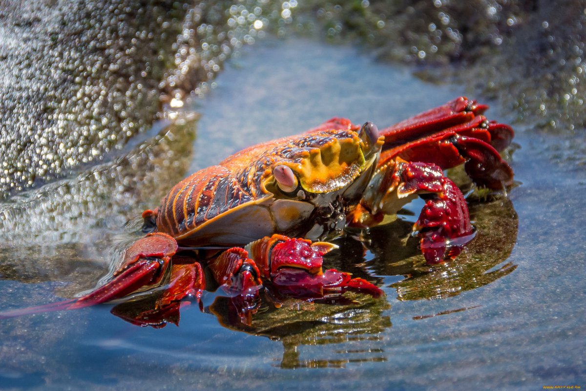 Краб питомец