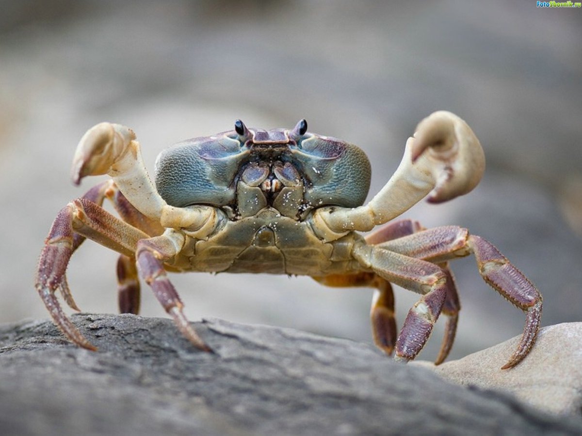 Симметрия в мире животных