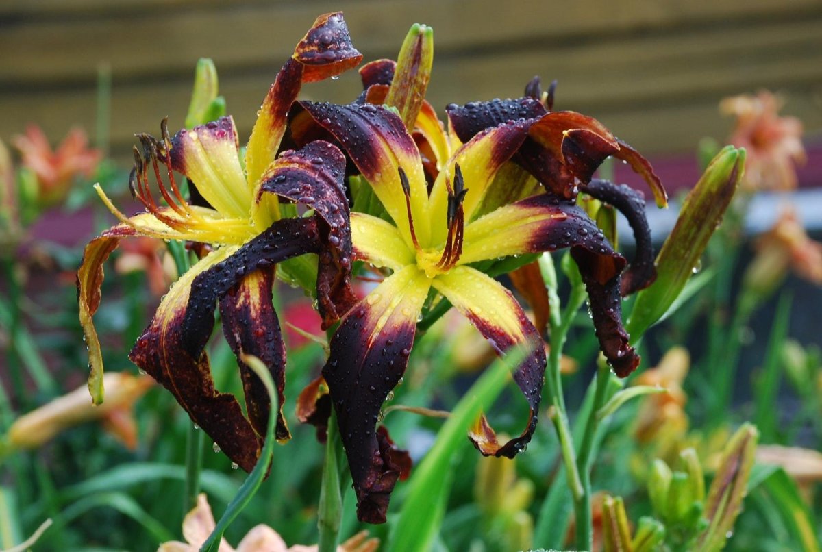 Лилейник 'exotic Spider'