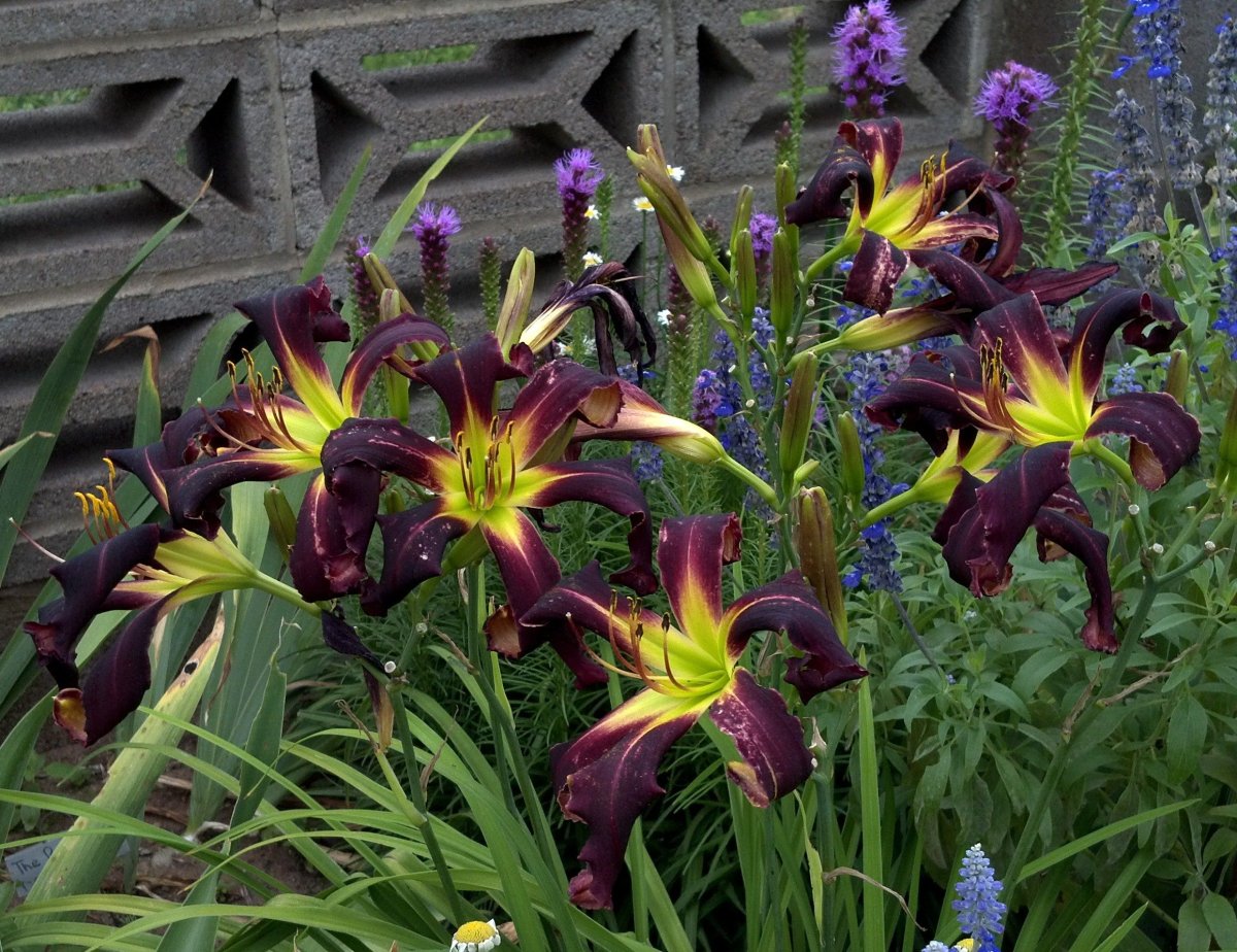 Лилейник паук Миракл