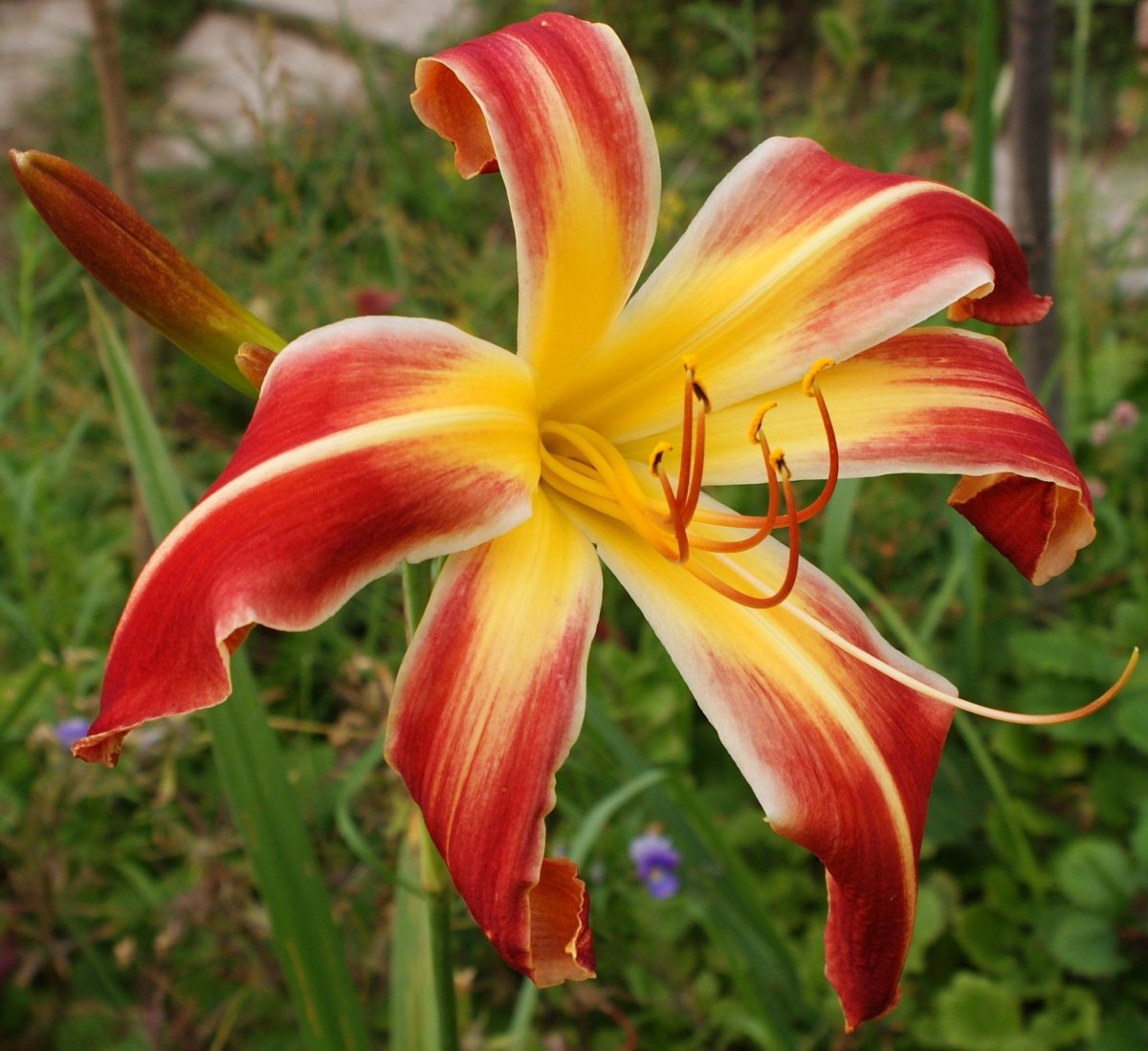 Лилейник Тигерейе Спайдер