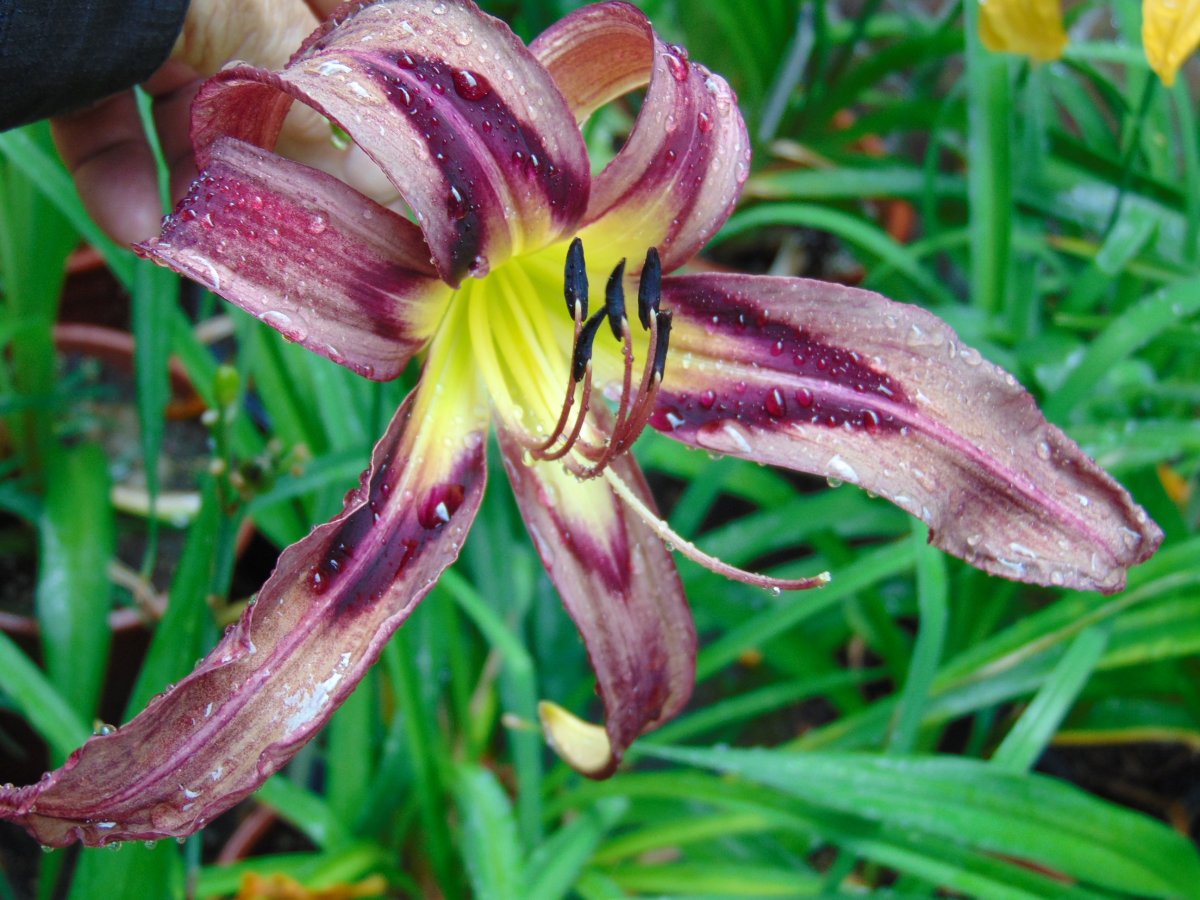 Лилейник Блэк Эрроухед