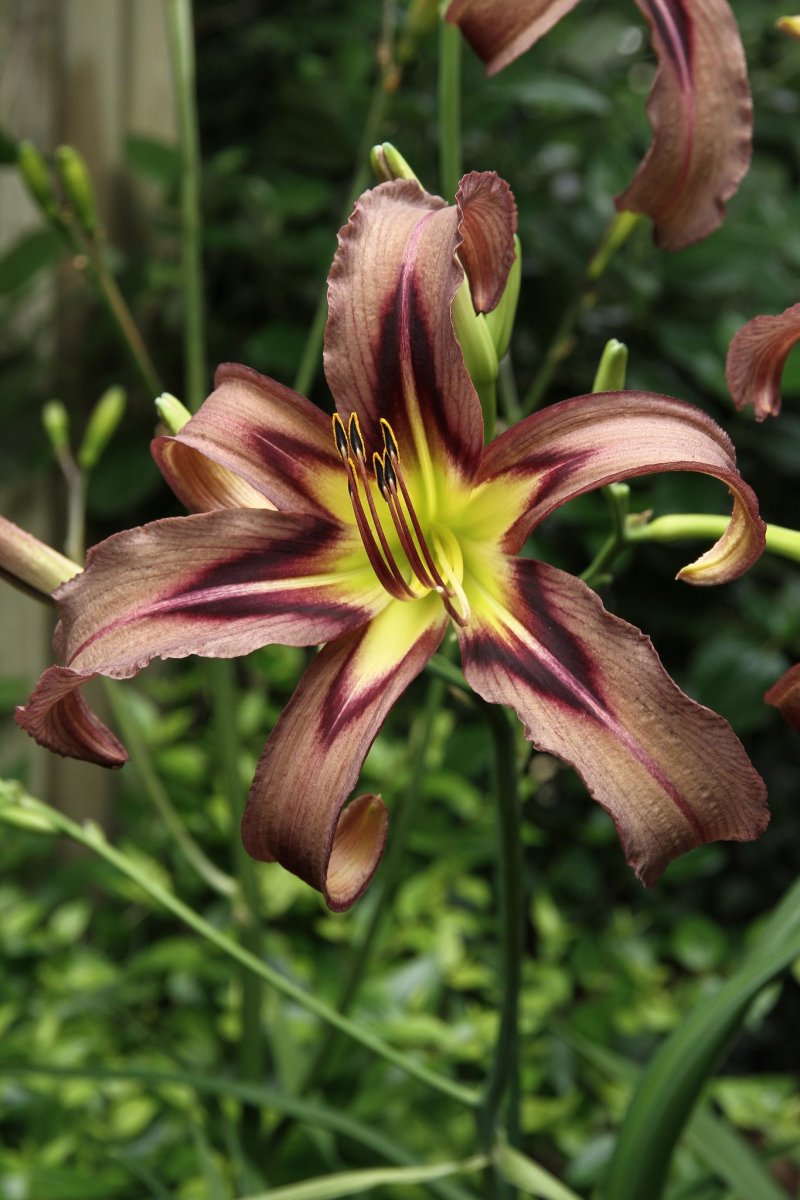 Насекомые на лилии