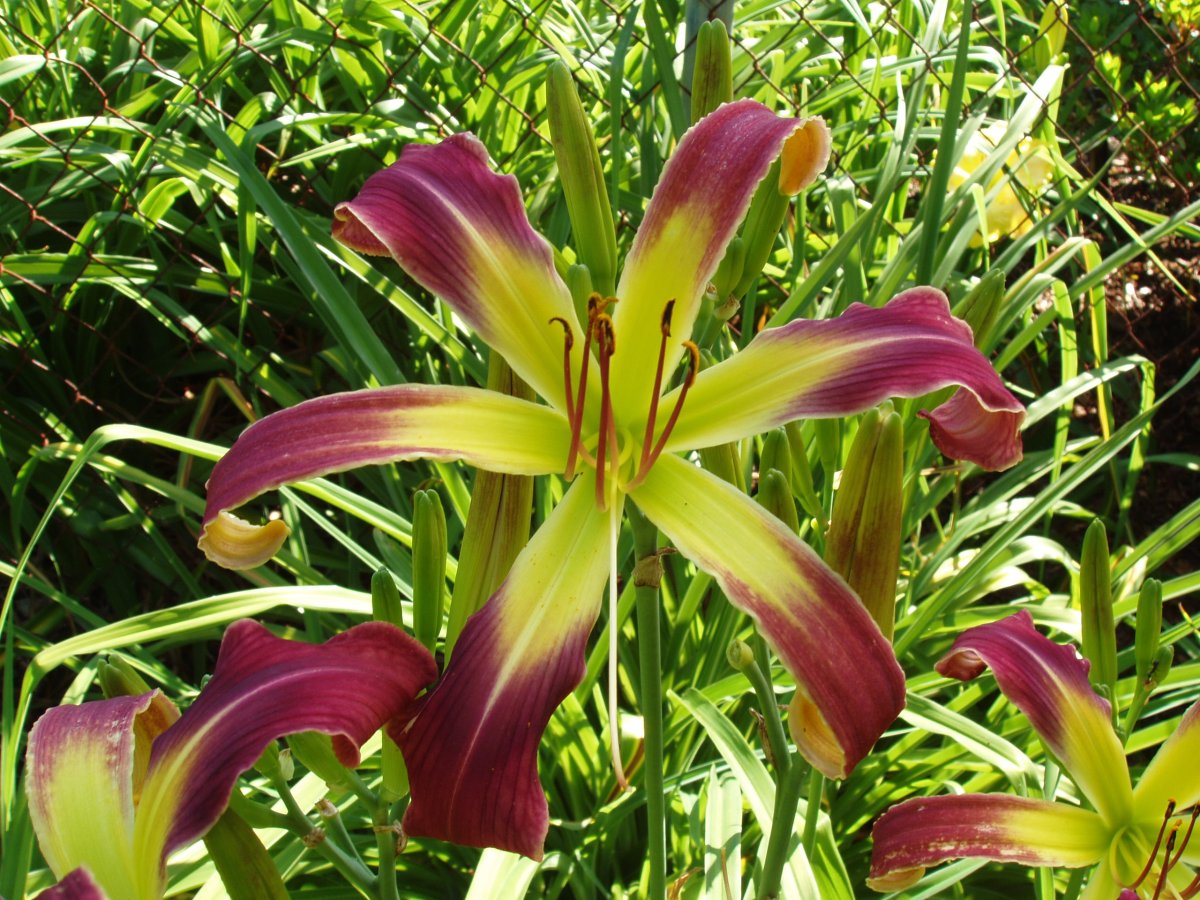 Лилейник Licorice Twist