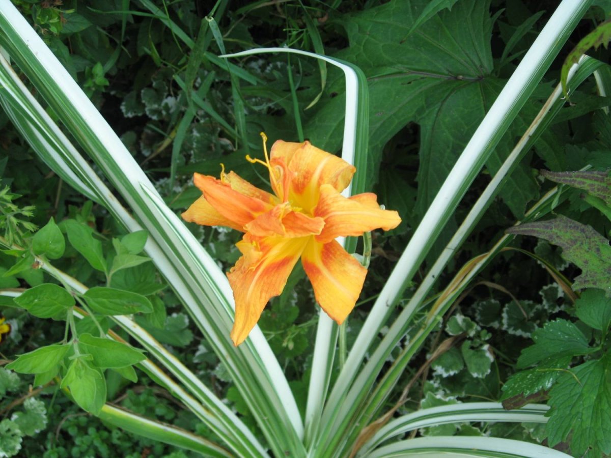 Лилейник Роллинг равен