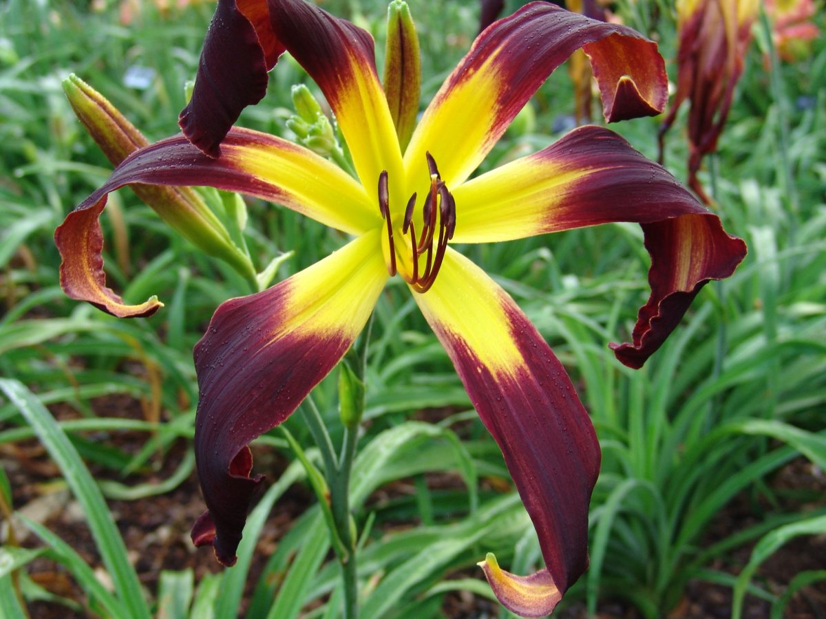 Лилейник вилд Хорс