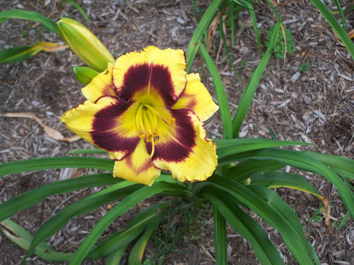 Лилейники пауки